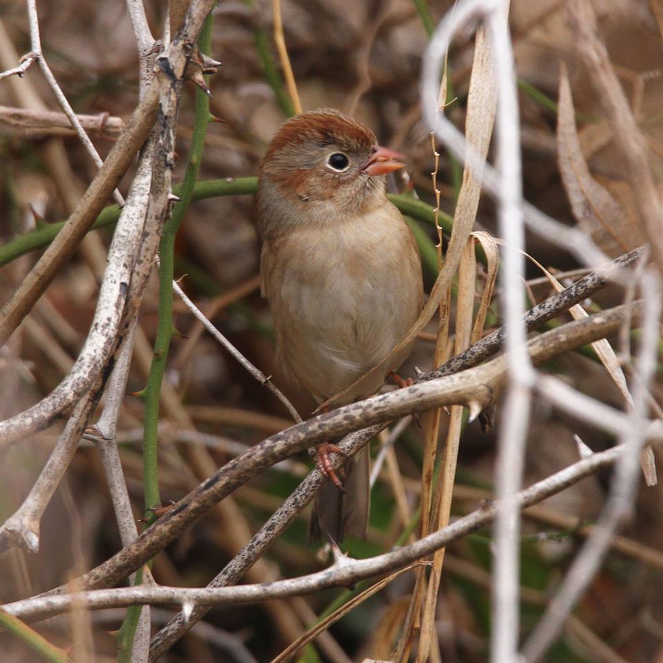 Field Sparrow.jpg - Field Sparrow photographed by Sabrina Nicholson